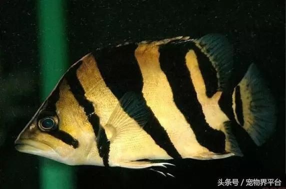 虎魚價格為什么這么貴:印尼虎魚是有毒嗎不能吃嗎