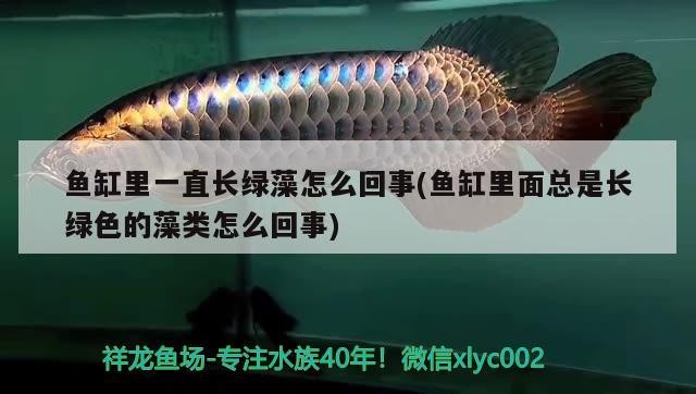 魚缸里一直長綠藻怎么回事(魚缸里面總是長綠色的藻類怎么回事)