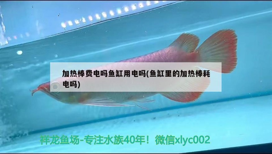 加熱棒費電嗎魚缸用電嗎(魚缸里的加熱棒耗電嗎) 加熱棒費電嗎魚缸用電嗎(魚缸里的加熱棒耗電嗎) 銀龍魚百科 第1張