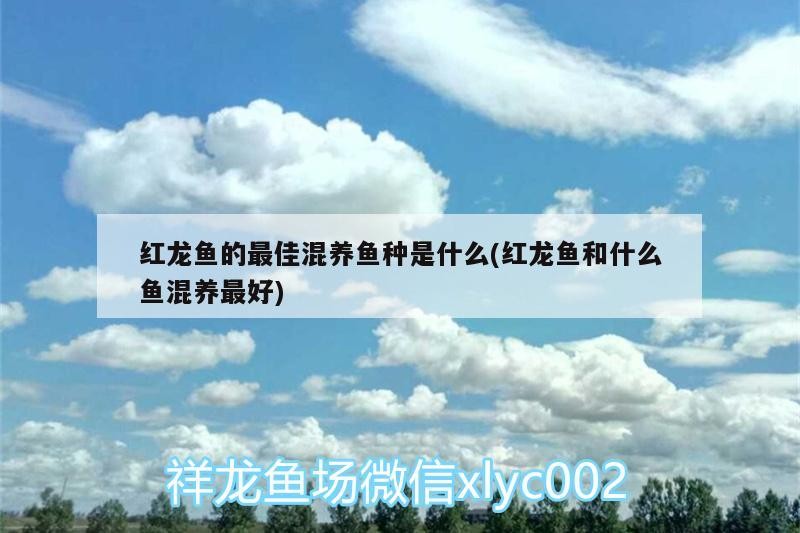 加熱棒費電嗎魚缸用電嗎(魚缸里的加熱棒耗電嗎) 加熱棒費電嗎魚缸用電嗎(魚缸里的加熱棒耗電嗎) 銀龍魚百科 第2張