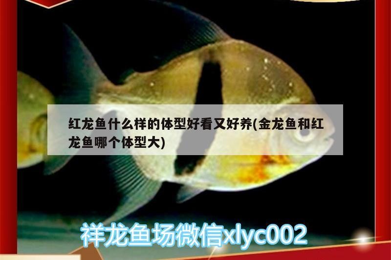 加熱棒費電嗎魚缸用電嗎(魚缸里的加熱棒耗電嗎) 加熱棒費電嗎魚缸用電嗎(魚缸里的加熱棒耗電嗎) 銀龍魚百科 第3張