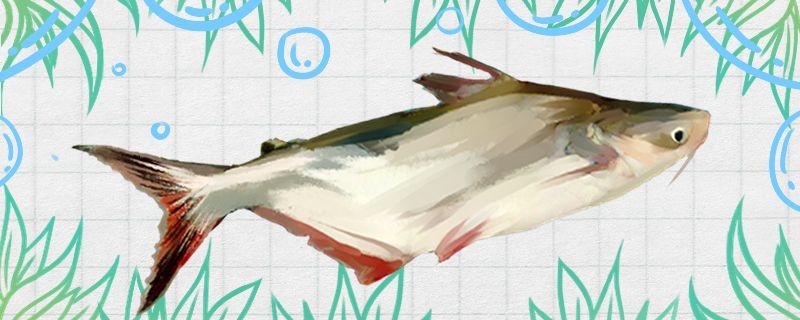 巴沙魚有刺嗎刺多嗎