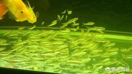 從魚缸的一側觀察魚：如何從魚缸一側觀察魚 從魚缸的一側觀察魚：如何從魚缸一側觀察魚 魚缸百科 第1張