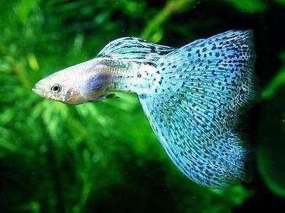 從魚缸的一側觀察魚：如何從魚缸一側觀察魚 從魚缸的一側觀察魚：如何從魚缸一側觀察魚 魚缸百科 第4張