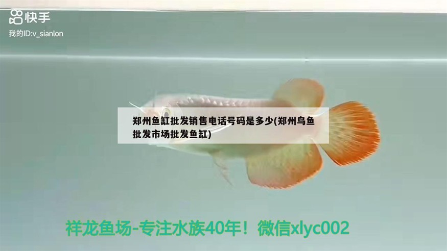 鄭州魚缸批發銷售電話號碼是多少(鄭州鳥魚批發市場批發魚缸)