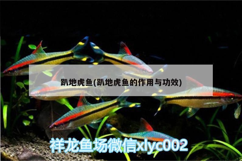 趴地虎魚(趴地虎魚的作用與功效) 趴地虎魚(趴地虎魚的作用與功效) 虎魚百科