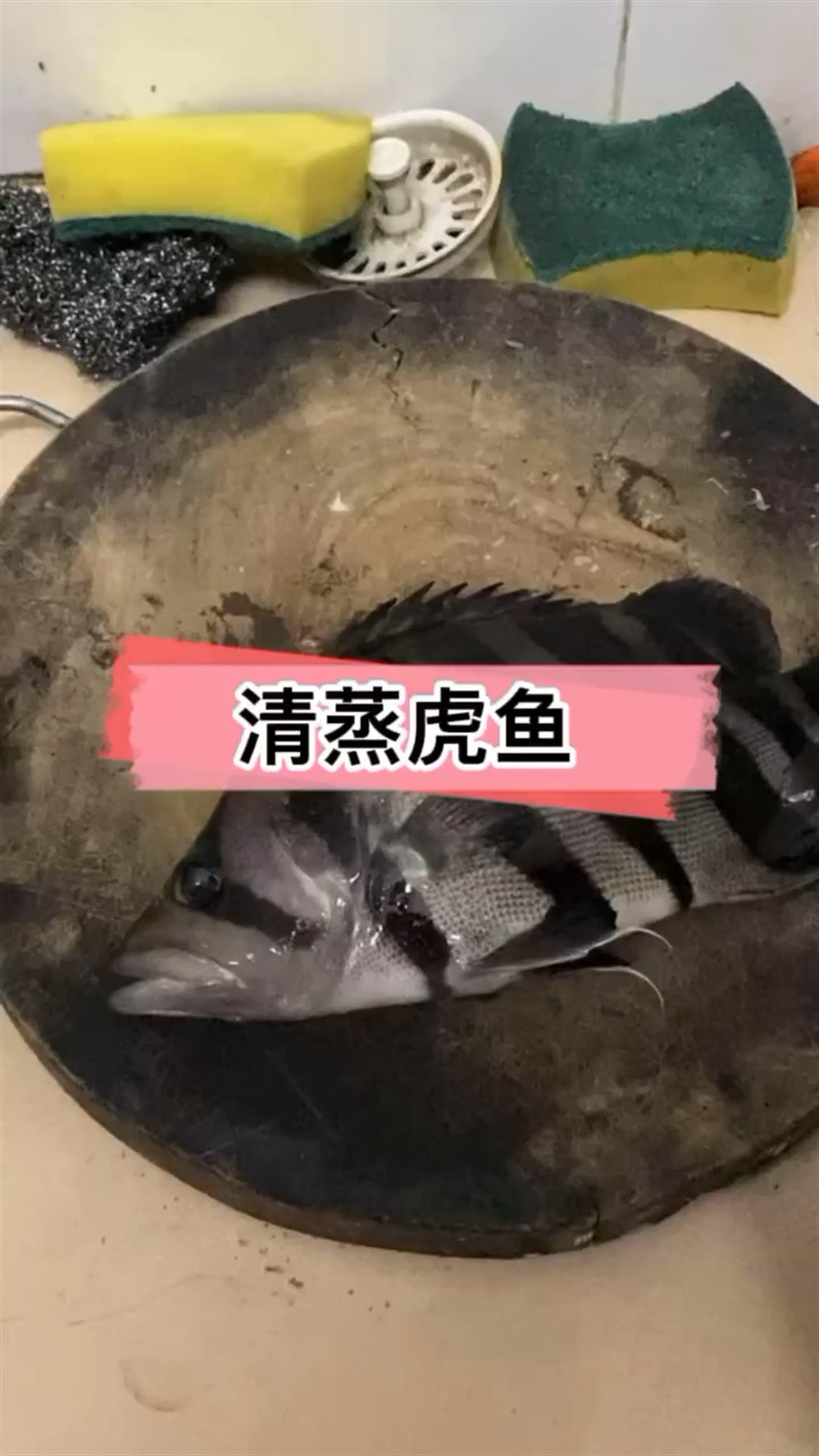 清蒸虎魚 清蒸虎魚 虎魚百科 第1張