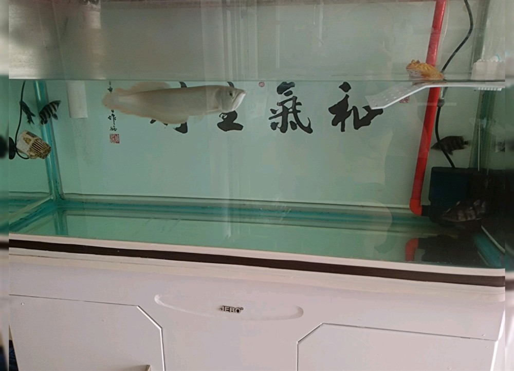 黃金角蛙金蟾龍魚虎魚混養(yǎng) 黃金角蛙金蟾龍魚虎魚混養(yǎng) 虎魚百科 第1張