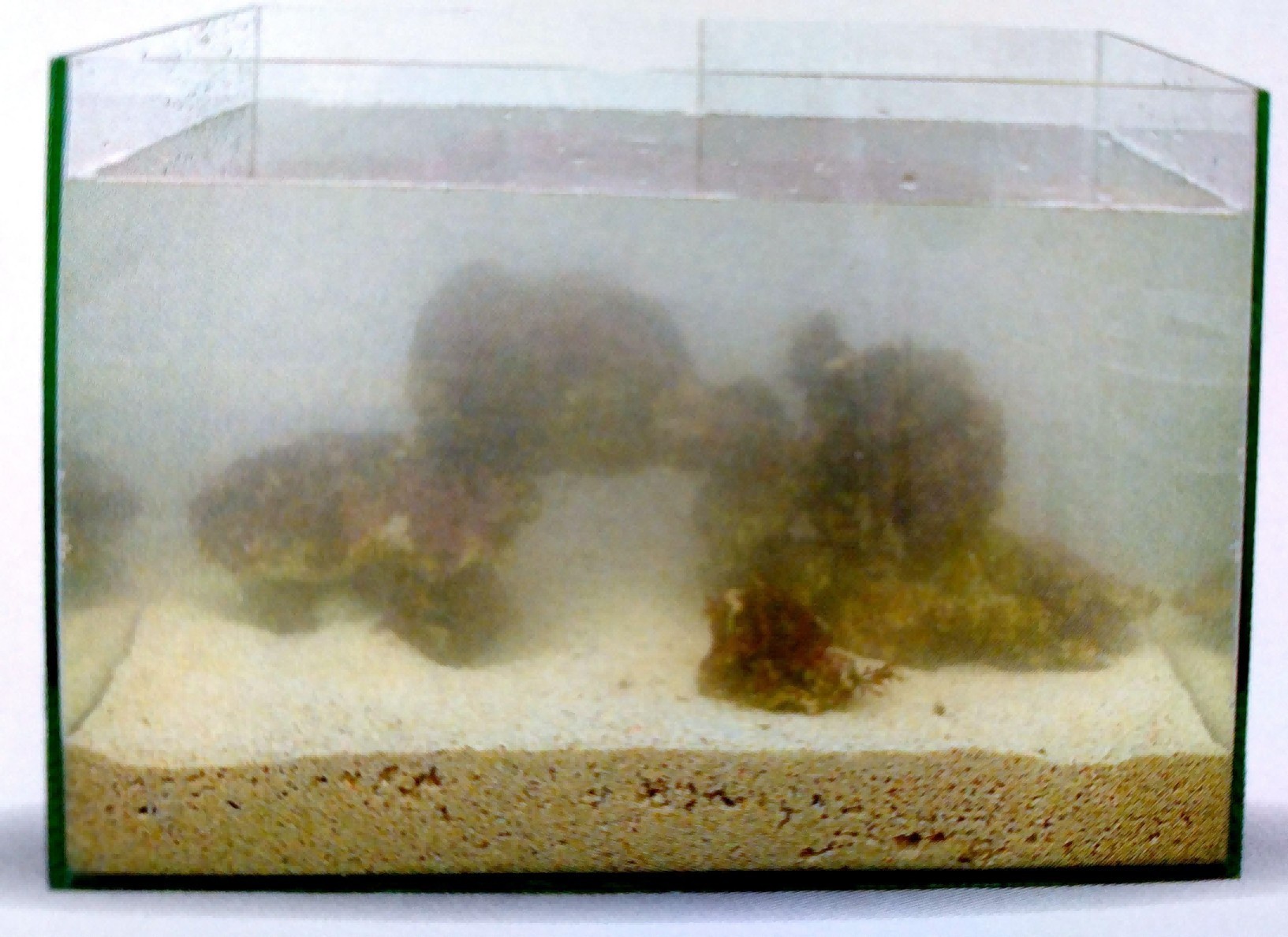 大型生態(tài)魚(yú)缸怎么制作過(guò)程視頻教學(xué)：如何自制一個(gè)大型生態(tài)魚(yú)缸