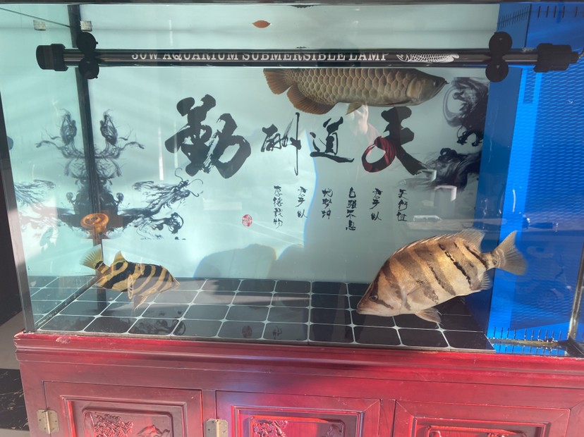 我這個虎魚白天就泛白