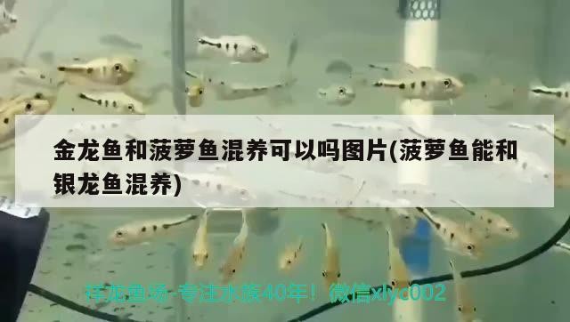 金龍魚(yú)和菠蘿魚(yú)混養(yǎng)可以嗎圖片(菠蘿魚(yú)能和銀龍魚(yú)混養(yǎng))