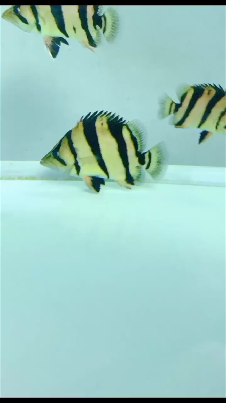 高身泰虎虎魚 高身泰虎虎魚 虎魚百科