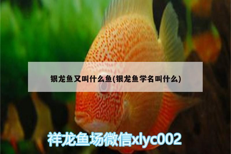 銀龍魚又叫什么魚(銀龍魚學名叫什么) 銀龍魚又叫什么魚(銀龍魚學名叫什么) 銀龍魚百科