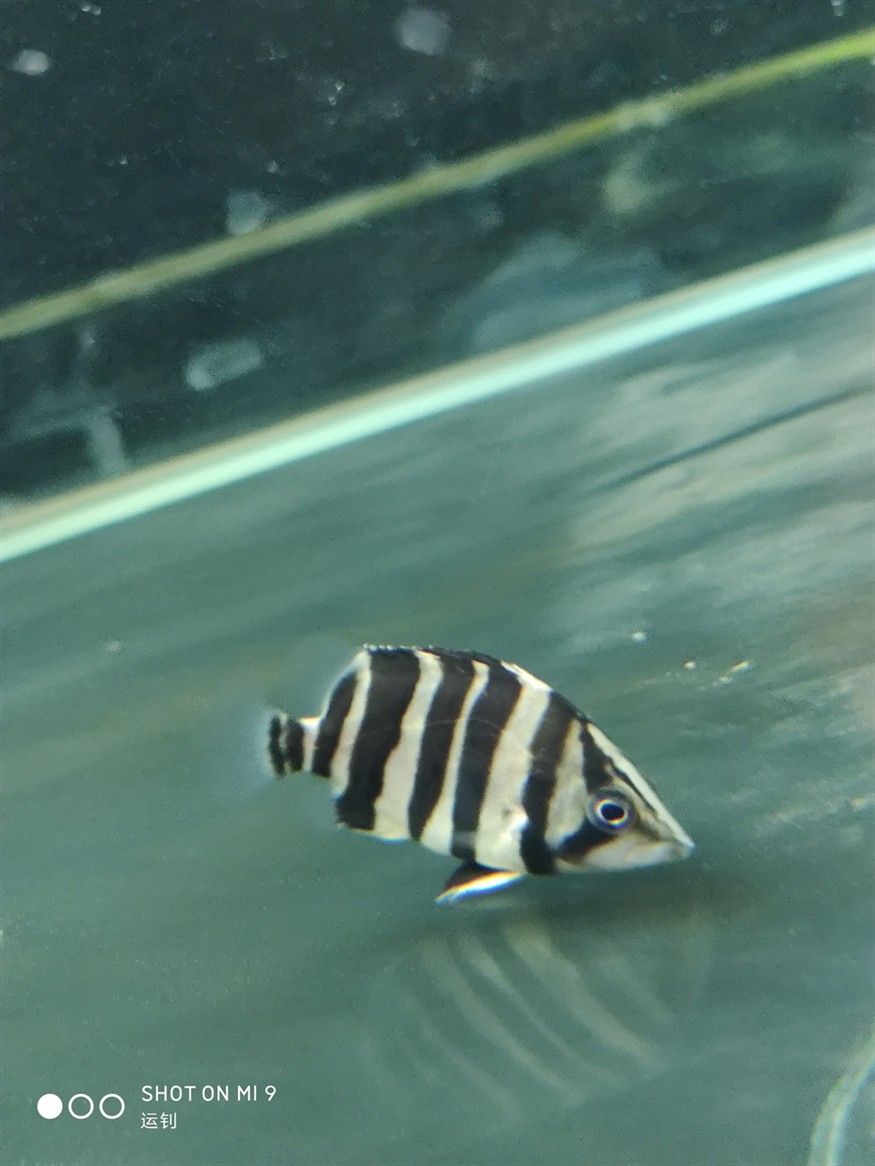 蘇虎魚苗