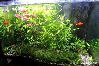 玻璃魚缸適合養什么水草：如何選擇適合自己的水草 玻璃魚缸適合養什么水草：如何選擇適合自己的水草 魚缸百科 第3張