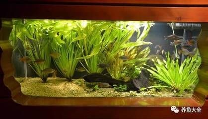 玻璃魚缸適合養什么水草：如何選擇適合自己的水草 玻璃魚缸適合養什么水草：如何選擇適合自己的水草 魚缸百科 第4張