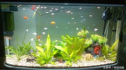 沉木 魚缸水發黃：沉木導致魚缸水發黃怎么辦？