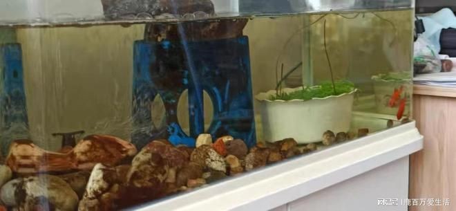 沉木 魚缸水發黃：沉木導致魚缸水發黃怎么辦？
