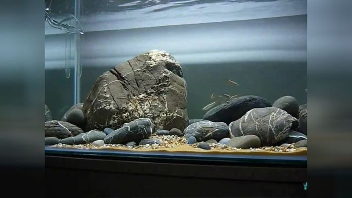 鵝卵石造景魚缸教學反思總結：鵝卵石在現代園林中的應用