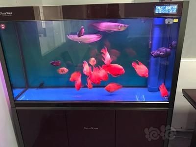 大型熱帶魚缸：大型熱帶魚缸的制作與養護