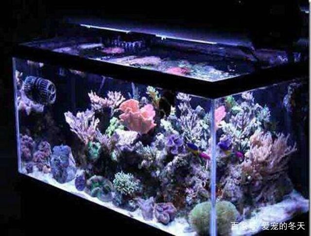 大型熱帶魚缸：大型熱帶魚缸的制作與養護
