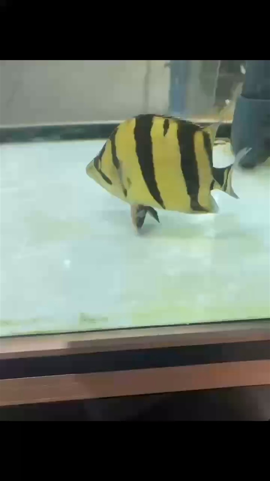 缸沒到另一尾虎魚訂購完畢