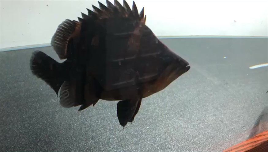 虎魚界 黑哥 還得是你