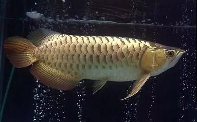 龍魚春季都不怎么吃嗎