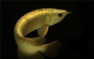 龍魚春季都不怎么吃嗎