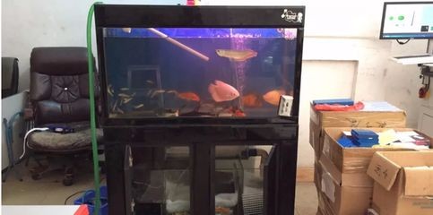 不用換水的生態魚缸的制作方法是