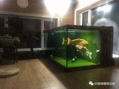 徹底清洗魚(yú)缸重新開(kāi)缸：如何徹底清洗魚(yú)缸并重新開(kāi)缸 徹底清洗魚(yú)缸重新開(kāi)缸：如何徹底清洗魚(yú)缸并重新開(kāi)缸 魚(yú)缸百科 第2張