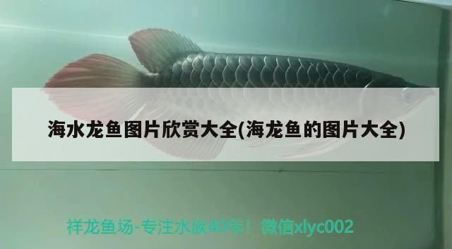龍魚缸簡單造景怎么做視頻教程，龍魚缸簡單造景怎么做視頻