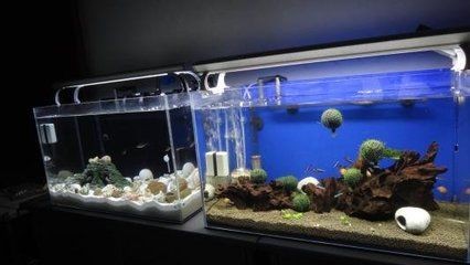 玻璃魚缸有水垢怎么清理掉：如何清理玻璃魚缸內水垢？ 玻璃魚缸有水垢怎么清理掉：如何清理玻璃魚缸內水垢？ 魚缸百科 第4張