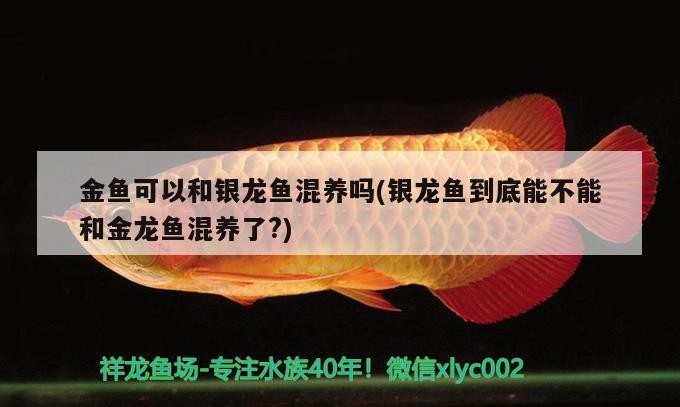 魚缸上濾盒太小用什么濾材好，小魚缸上濾盒太小用什么濾材好，小魚缸上濾盒太小用什么濾材好，