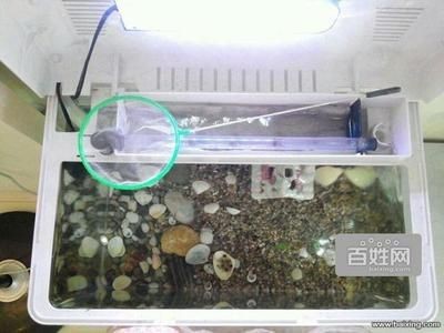 斗魚換魚缸：斗魚換魚缸的步驟和注意事項(xiàng)