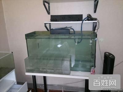 斗魚換魚缸：斗魚換魚缸的步驟和注意事項(xiàng)