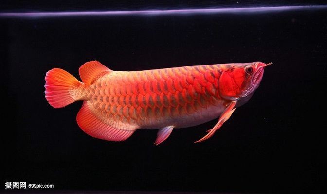 紅龍魚燈光開幾小時好養嗎（紅龍魚燈光開幾小時好養嗎視頻） 紅龍魚燈光開幾小時好養嗎（紅龍魚燈光開幾小時好養嗎視頻） 紅龍魚百科