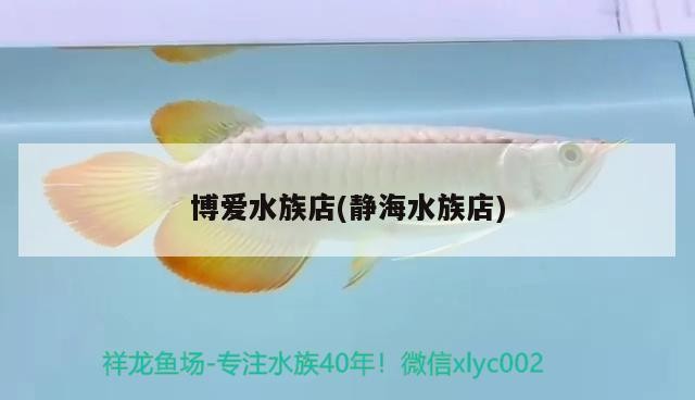 博愛水族店(靜海水族店) 博愛水族店(靜海水族店) 銀龍魚百科