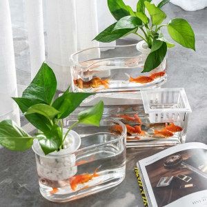 斗魚缸造景 好不好養：斗魚缸造景與生態平衡