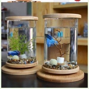 斗魚缸造景 好不好養：斗魚缸造景與生態平衡