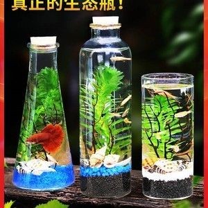 斗魚缸造景 好不好養：斗魚缸造景與生態平衡
