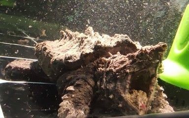 大鱷龜魚缸造景：大鱷龜魚缸造景需要注意的幾個問題 大鱷龜魚缸造景：大鱷龜魚缸造景需要注意的幾個問題 魚缸百科 第1張