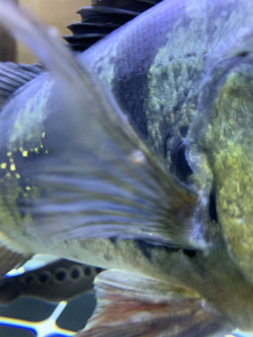 大神們給看看三間和虎魚鰭上是什么