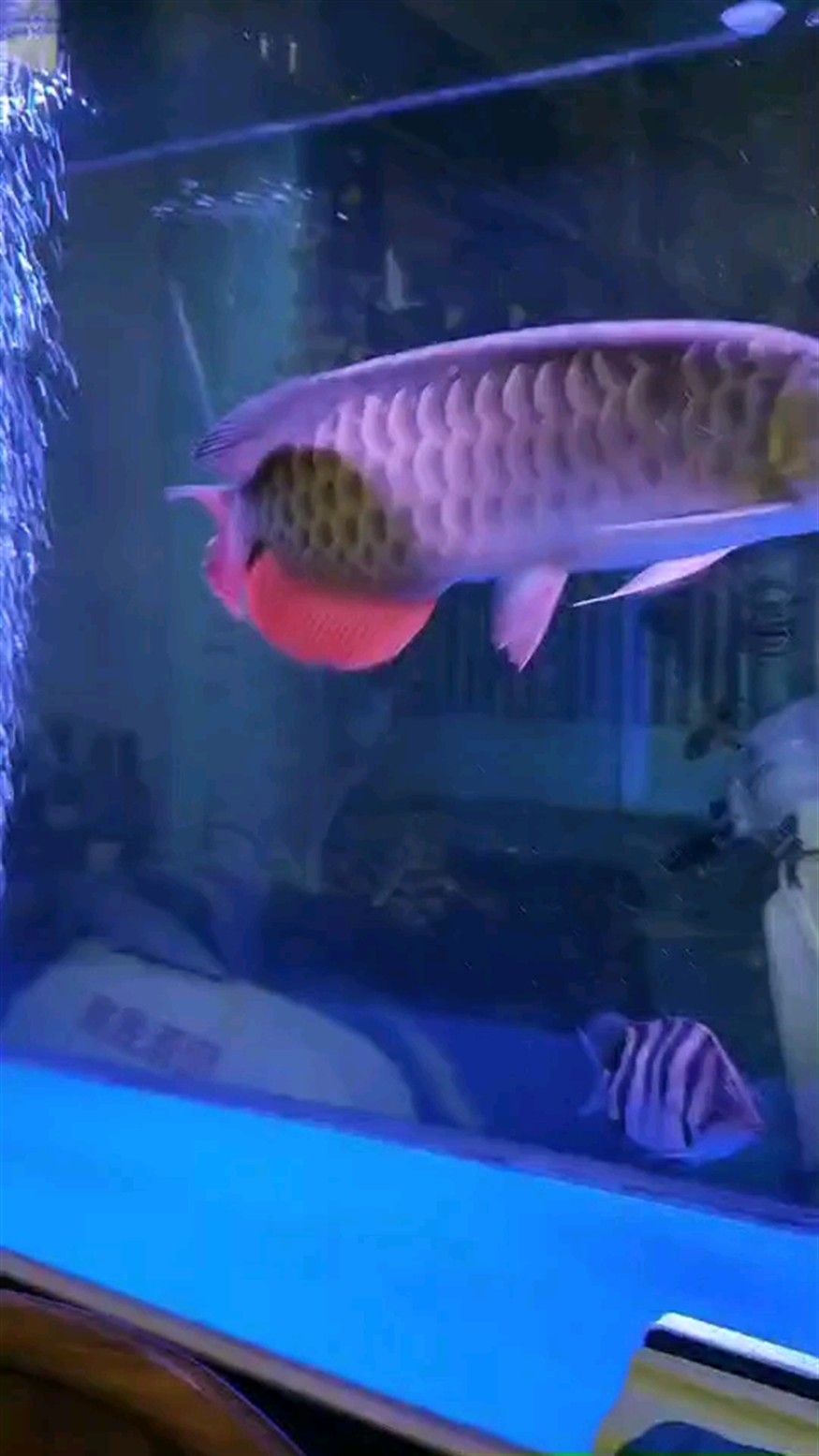 我的明虎留念虎魚圈