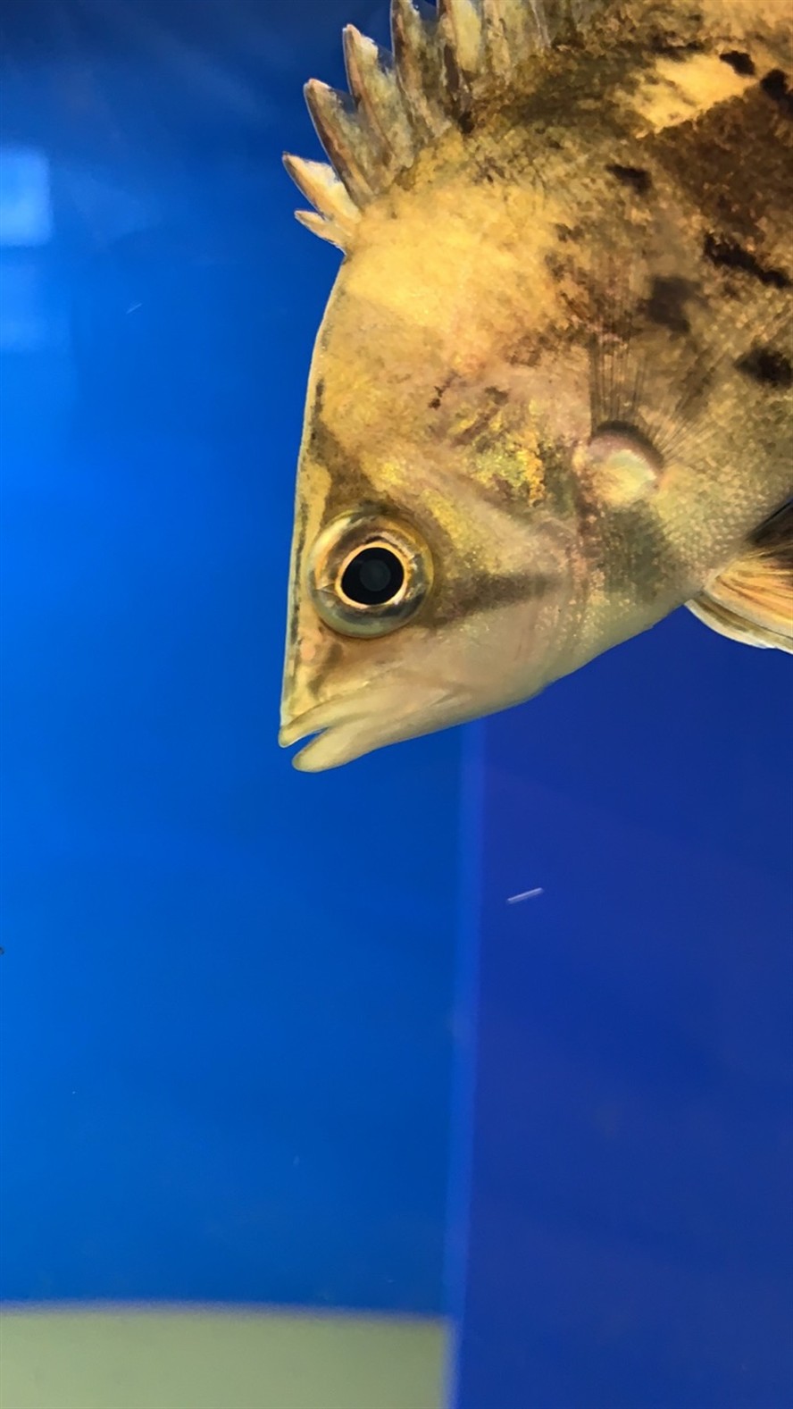 虎魚內(nèi)蒙如何治療？ 虎魚內(nèi)蒙如何治療？ 虎魚百科 第1張