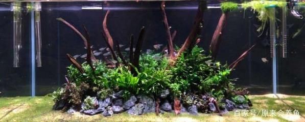 大型魚缸除藻工具魚：幾種適合用于大型魚缸除藻的工具魚