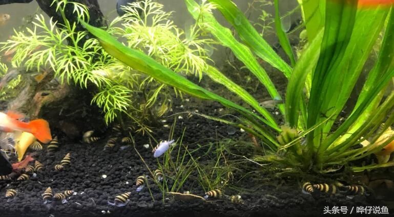 大型魚缸除藻工具魚：幾種適合用于大型魚缸除藻的工具魚