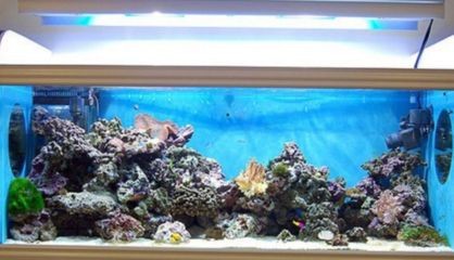 瓷魚缸養魚：瓷魚缸養魚需要注意事項陶瓷魚缸養魚的優點和注意事項