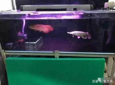 15米魚(yú)缸龍魚(yú)混養(yǎng)視頻：15米魚(yú)缸龍魚(yú)混養(yǎng)視頻\"搜索結(jié)果