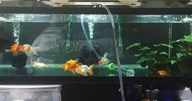 五華縣鴻運水族館（五華縣鴻運水族館電話）
